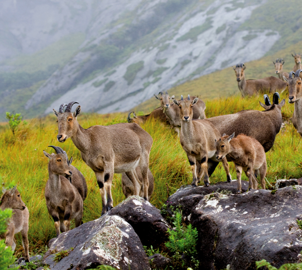 Eravikulam National Park